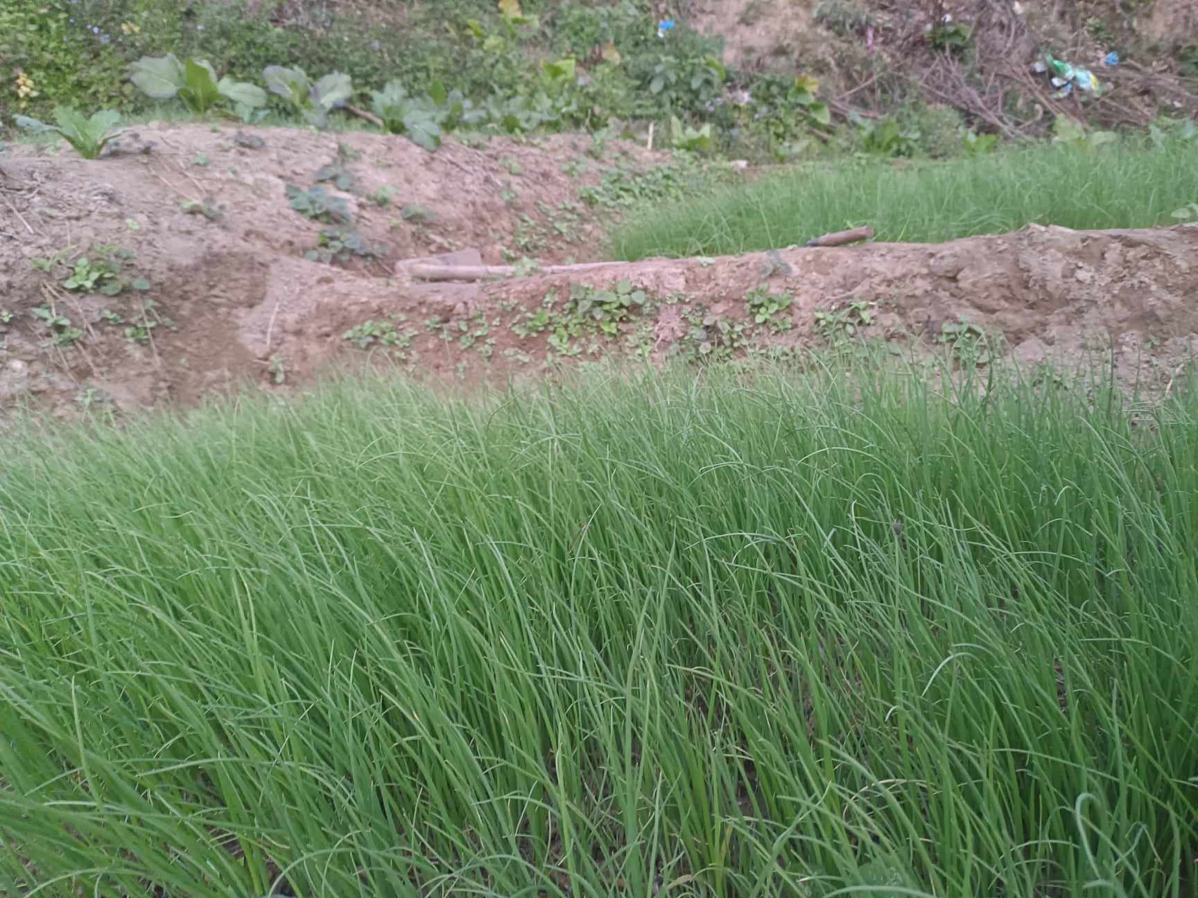 गजुरीको केउरिनीमा प्याजको विरुवा बेचेर दश लाख भन्दा बढी आम्दानी लिन्छन्:किसान