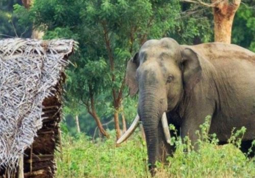 महोत्तरीमा वन नजिकका बस्तीमा जङ्गली हात्तीको उपद्रो