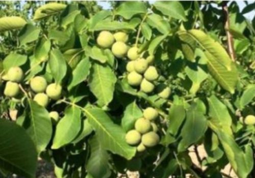 गोरखाको सुलिकोट गाउँपालिकामा खेर गइरहेको बाँझो जमिनमा व्यवसायिक ओखरखेती