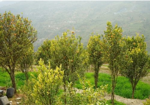 जलवायु परिवर्तनको असर म्याग्दीको मौवाफाँट सुन्तलाखेतीमा