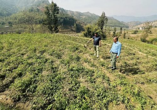 गजुरी-६,को रिमालटार फाँटमा वडा अध्यक्ष तामाङ सहितको टोलिले व्यावसायिक रुपमा आलु खेती सुरु गरे