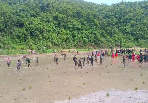 आज असार १५, राष्ट्रिय धान दिवस तथा दहिचिउरा खाने दिन