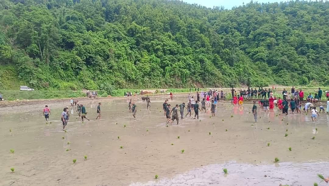आज असार १५, राष्ट्रिय धान दिवस तथा दहिचिउरा खाने दिन