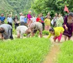 २२औँ राष्ट्रिय धान दिवसको अवसरमा बेनीघाट रोराङमा रोपाईं कार्यक्रम सम्पन्न