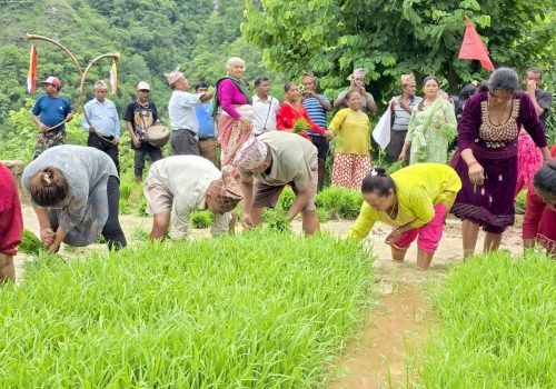 २२औँ राष्ट्रिय धान दिवसको अवसरमा बेनीघाट रोराङमा रोपाईं कार्यक्रम सम्पन्न