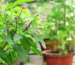 हरिबोधिनी एकादशी, आज तुलसीको विवाह गर्ने दिन