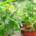 हरिबोधिनी एकादशी, आज तुलसीको विवाह गर्ने दिन