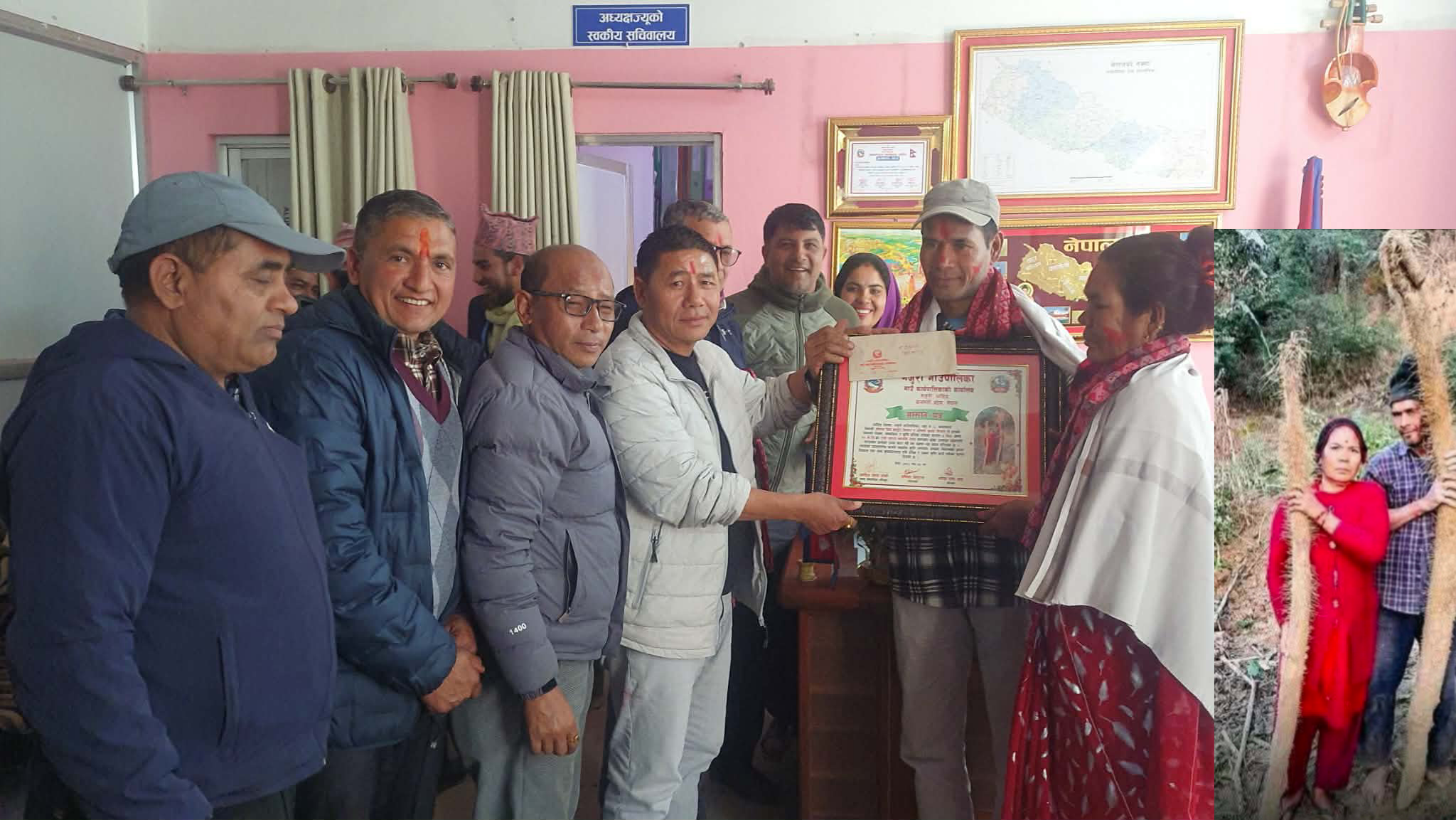 गजुरी-६ आदमघाटका मिजार दम्पतीले उब्जाए ७ फिट अग्लो १७ केजीको तरुल, पालिकाद्वारा सम्मान