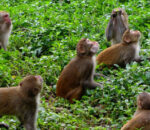 बाँदरका कारण बाँझिदै खेतीयोग्य जमिन