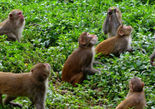 बाँदरका कारण बाँझिदै खेतीयोग्य जमिन