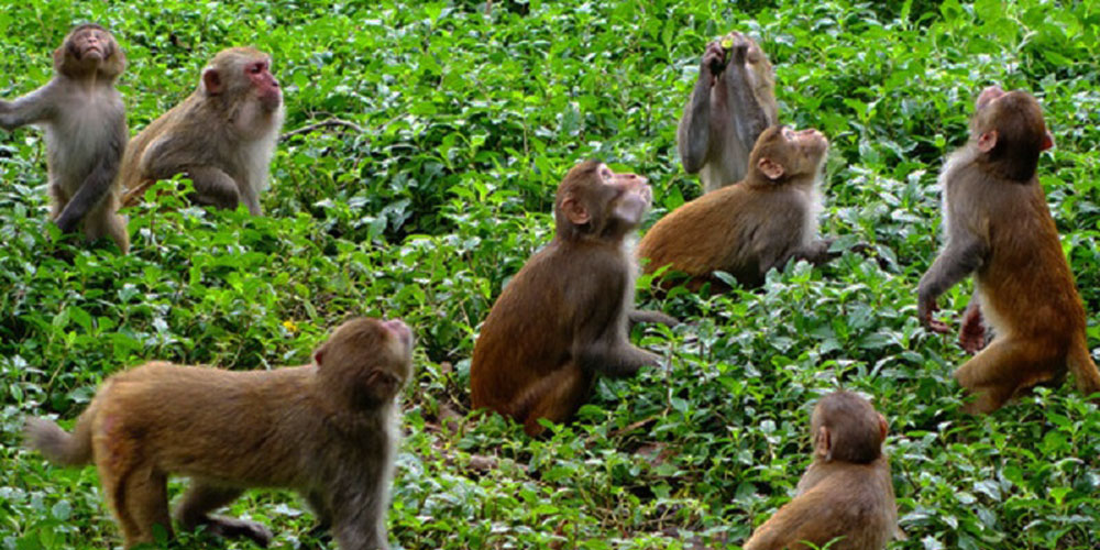 बाँदरका कारण बाँझिदै खेतीयोग्य जमिन